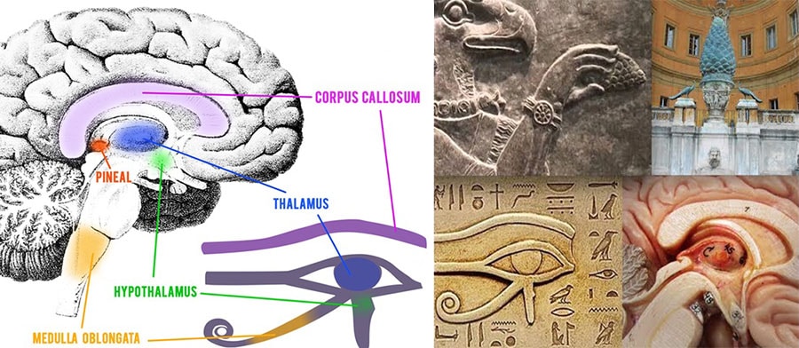 intelepciunea-pierduta-glanda-pineala-ochiul-lui-horus-ra